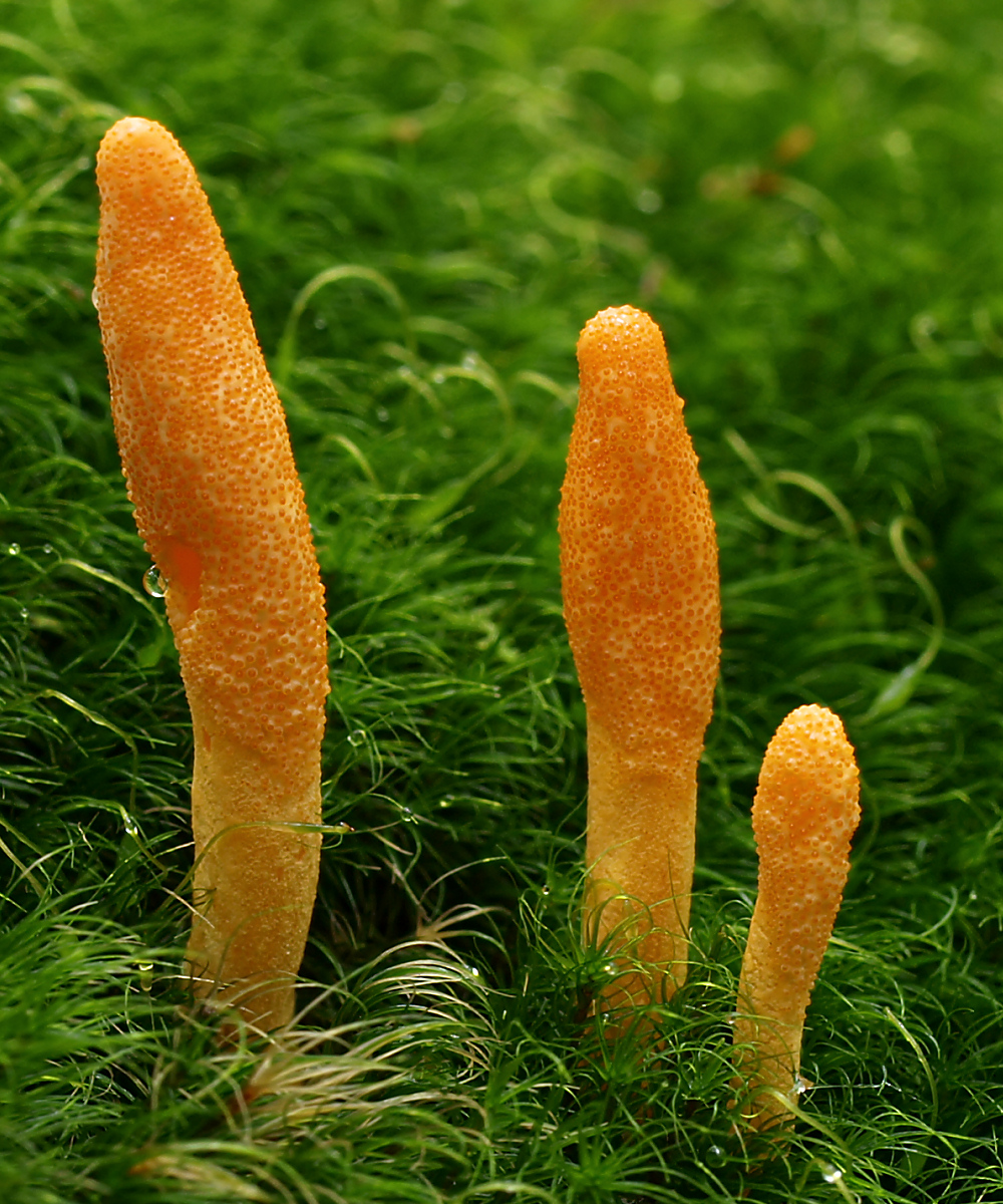 Cordyceps Extract