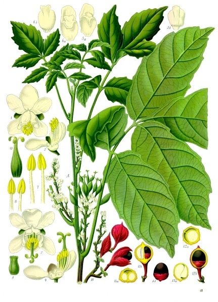 Guarana Extract