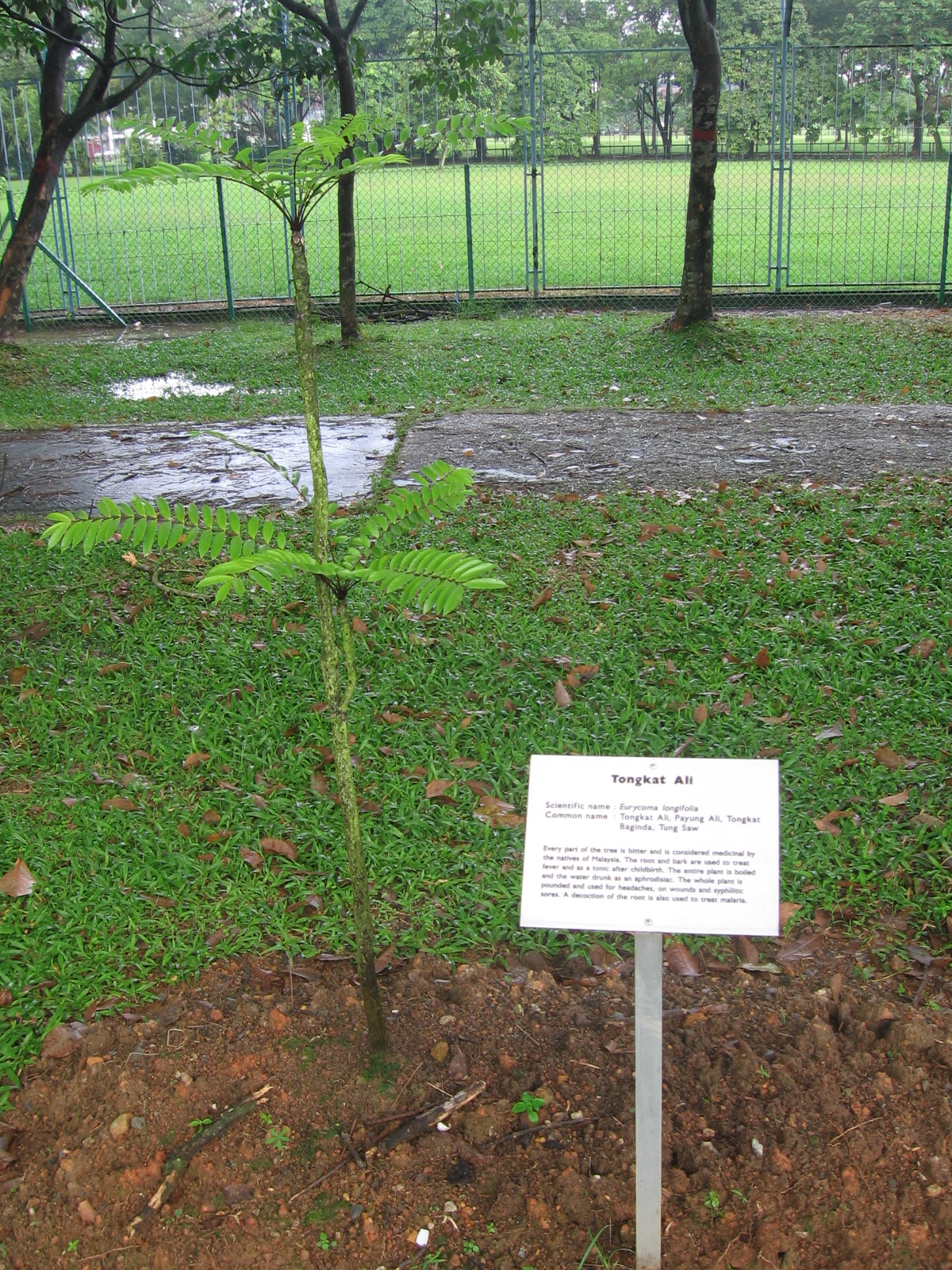 Pasak Bumi Extract